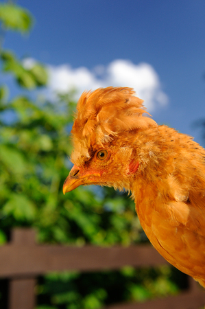 Cute Crested Chicken Outdoorsの写真素材