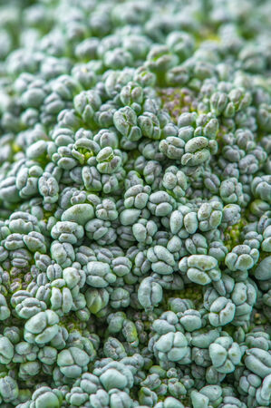 Fresh Green Broccoli Macroの写真素材