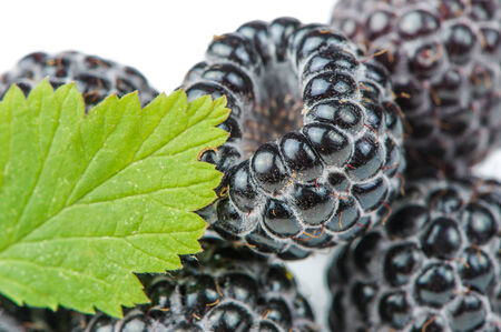 Blackberries with Green Leaf Close-Up