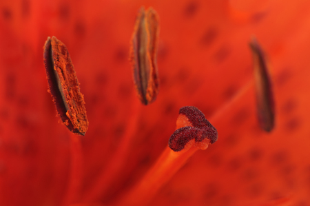 Lily Stamens and Pistil Macroの写真素材