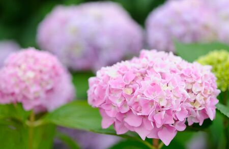Hydrangea Flowers Growing in the Gardenの写真素材