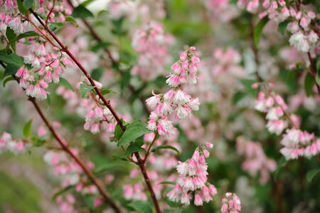 Deutzia Scabra Flowers on Shrubの写真素材
