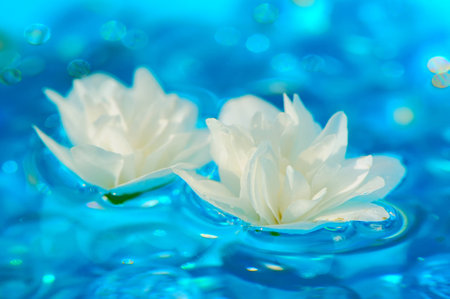 White Jasmine Flowers on Blue Waterの写真素材