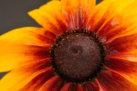 Rudbeckia (Coneflower) Close-Upの写真素材