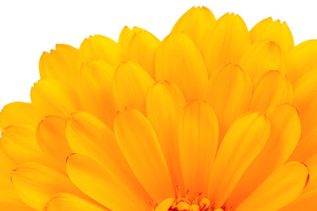 Calendula Officinalis (Pot Marigold) Petals Close-Up on White Backgroundの写真素材
