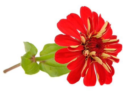 Red Zinnia Flower Isolated on White Backgroundの写真素材