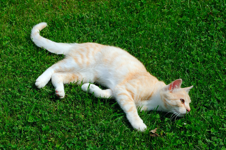 Cute Cat Lying on Green Grassの写真素材