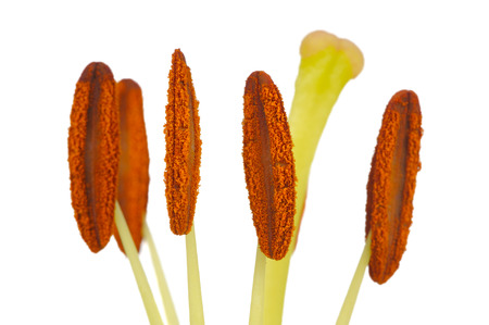 Lily Stamens and Pistil Macro on White Background
