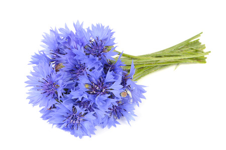 Bouquet of Cornflowers Isolated on White Backgroundの写真素材