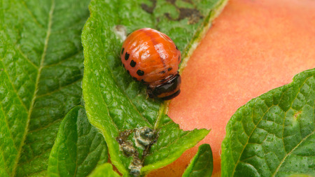 Colorado Potato Beetle Larva Eating Potato Leafの写真素材