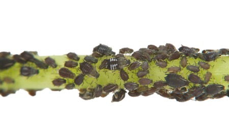 Black Aphid Infestation