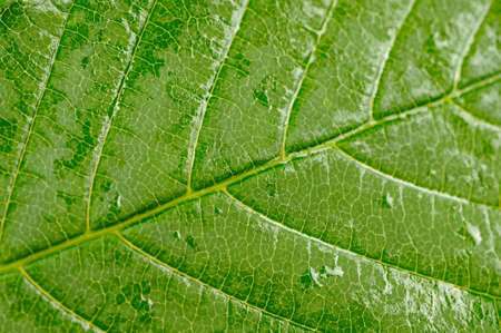 Green Leaf Macro