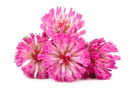 Red Clover Flowers Isolated on White Backgroundの写真素材
