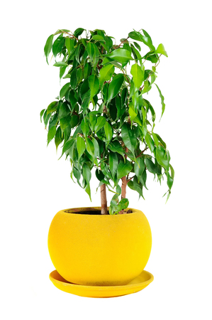 Weeping Fig (Ficus Benjamina) in Pot Isolated on White Backgroundの写真素材