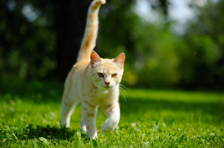 Graceful Cat Walking on Green Grassの写真素材