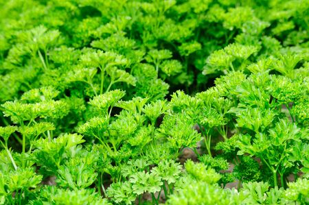Green Curly Parsleyの写真素材