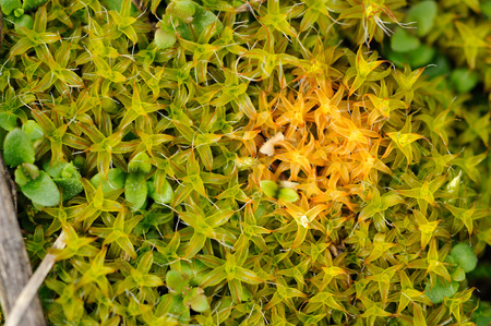 Beautiful Moss Macroの写真素材