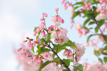 A close-up of pretty pinkish white deutzia scabra flowersの写真素材