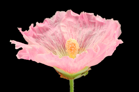 Beautiful pink alcea rosea (hollyhock) flower macro on black backgroundの写真素材