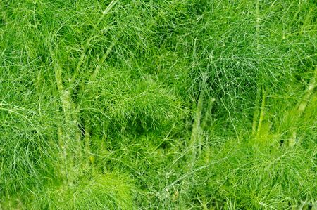 Green Southernwood (Artemisia Abrotanum) Plantの写真素材