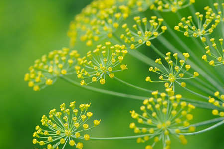 Yellow dill umbel close-up on green background
