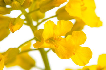 Close-up shot of yellow canola flowers on white background