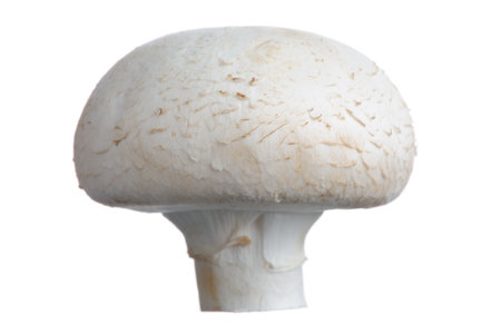 A white button mushroom isolated on white background. Fresh and detailed.の写真素材