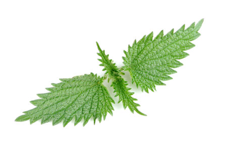 Close-up of green stinging nettle leaves capturing the fine details of the top of urtica dioica plantの写真素材