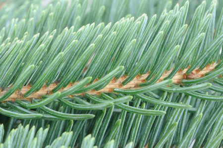 The mesmerizing beauty of a macro shot highlighting the rich hues of evergreen fir tree needles.の写真素材