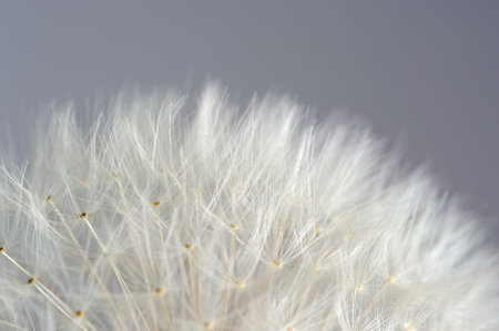 White dandelion (taraxacum officinale) flower macro on grey background