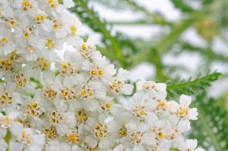 Enchanting close-up photo, featuring white Yarrow (Achillea) flowers with delicate, feathery clusters. The intricate details of the blossoms showcase nature's elegance in a pure and serene composition.の写真素材
