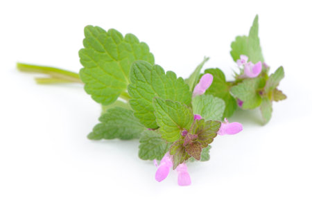 A vibrant dead-nettle (lamium) plant adorned with exquisite purple flowers isolated against a clean white background, offering a captivating view of the plant's delicate beauty and botanical intricacies.の写真素材