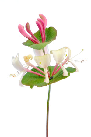 A stunning photograph capturing the delicate beauty of a honeysuckle flower against a white background with its intricate petals and vibrant colors, evoking a sense of natural elegance and tranquilityの写真素材