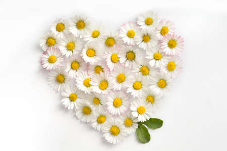 

Heart symbol made of fresh white-yellow Daisy flowers on white background. Love concept for Valentine's and Mother's Day.の写真素材