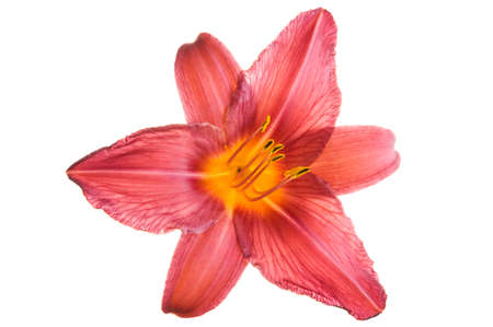 Beautiful Red luxury lily flower head isolated on white background. Studio shot.の写真素材