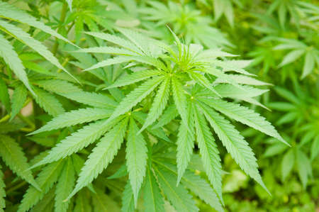 Hemp - Cannabis bud. Ripe blooming female Marijuana flower and leafs growing in homemade garden....