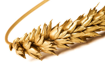 Golden wheat on white background. Close up of ripe ears of wheat plant.の写真素材