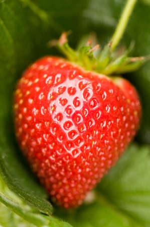 Growing red strawberry in the garden. Detail of fresh strawberry on green leaves.の写真素材
