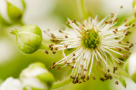 Blooming flowers of Blackberry in the garden. Bunch of fresh white flowers - Rubus fruticosus - on...