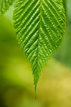 Green leaf of blackberry with detailed surface and visible texture. Close-up. Low depth of field, blurred background.の写真素材