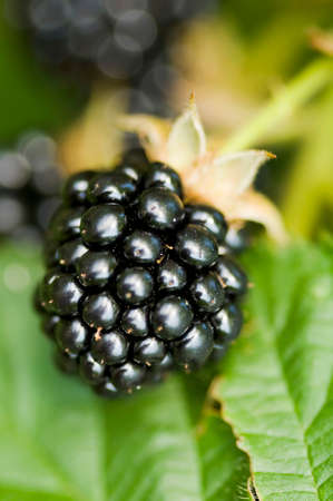 Natural food - fresh blackberries in a garden. Bunch of ripe blackberry fruit - Rubus fruticosus -...