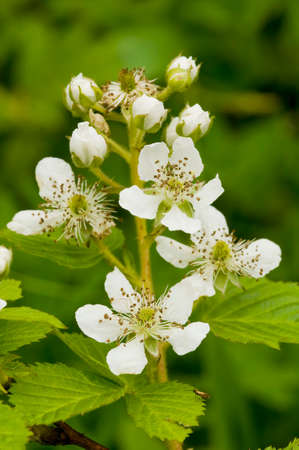 Blooming flowers of Blackberry in the garden. Bunch of fresh white flowers - Rubus fruticosus - on...