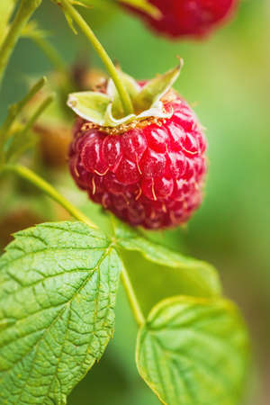 Natural food - fresh red raspberries in a garden. Bunch of ripe raspberry fruit - Rubus idaeus - on branch with green leaves on a farm. Close-up, blurred background.の写真素材