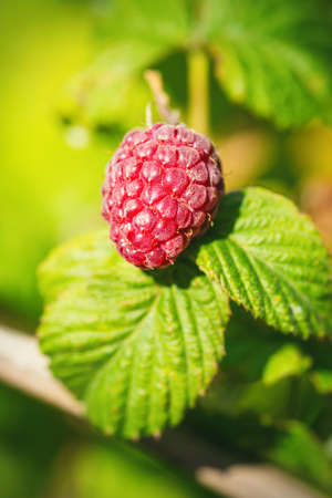 Natural food - fresh red raspberries in a garden. Bunch of ripe raspberry fruit - Rubus idaeus - on branch with green leaves on a farm. Close-up, blurred background.の写真素材