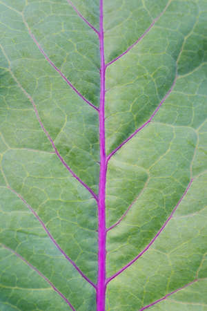Full frame green surface of kohlrabi leaf background. Macro texture of vegetable leaf with veins....