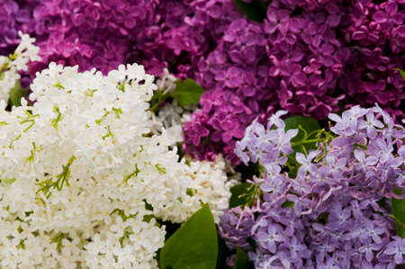Bunch of mixed color blooming lilac flowers background. Full frame multi colored detail of blooming...