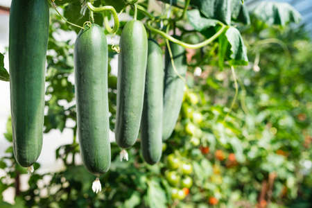 Fresh bunch of green ripe natural cucumbers growing on a branch in homemade greenhouse. Blurry background and copy space for your advertising text message.の写真素材