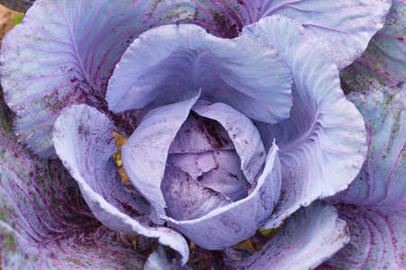 Fresh ripe head of red cabbage (Brassica oleracea) with lots of leaves growing in homemade garden. View from above, close-up. Organic farming, healthy food, BIO viands, back to nature concept.の写真素材