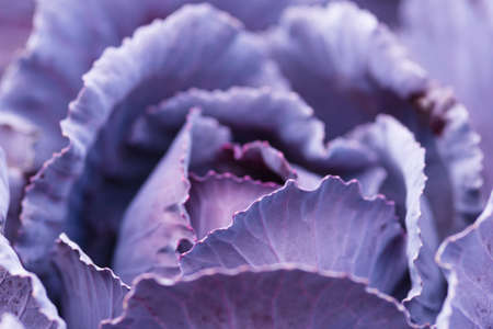 Fresh ripe head of red cabbage (Brassica oleracea) with lots of leaves growing in homemade garden. View from above, close-up. Organic farming, healthy food, BIO viands, back to nature concept.の写真素材