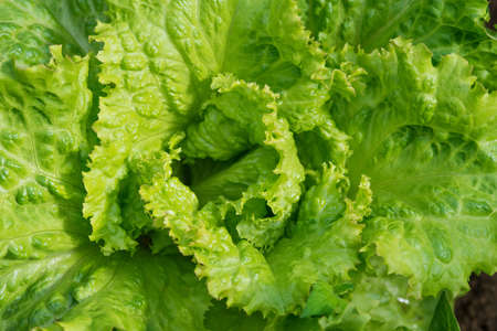 Fresh ripe head of lettuce cabbage (Lactuca sativa) with lots of leaves growing in homemade garden....